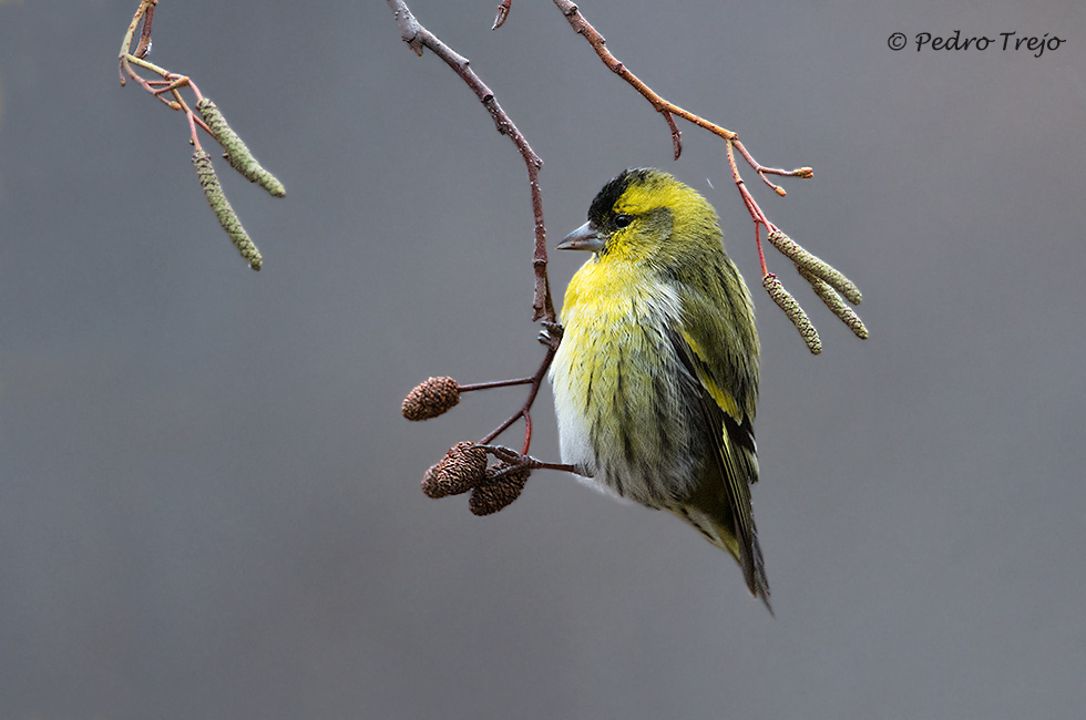 Lugano (Carduelis spinus)